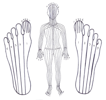 the ten longitudinal zones of zone therapy